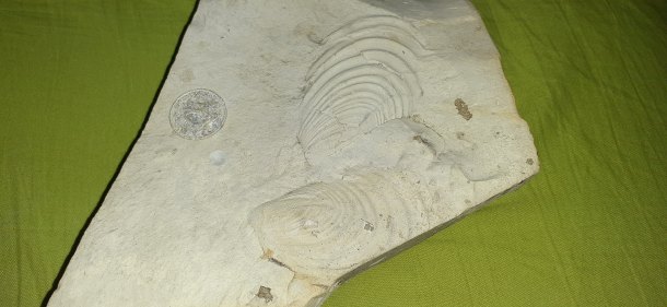 Zkamenělina