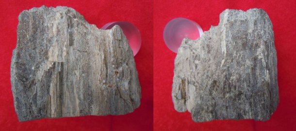 Zkamenělé dřevo z prvohor
