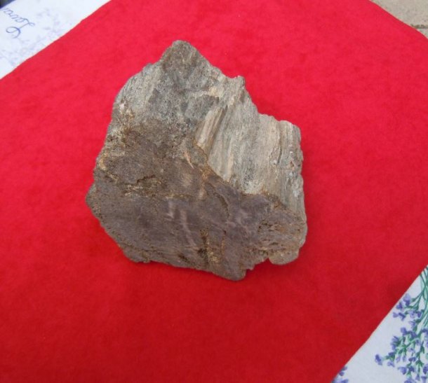 Zkamenělé dřevo z prvohor