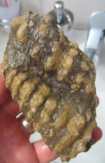 Zkameněliny z SK