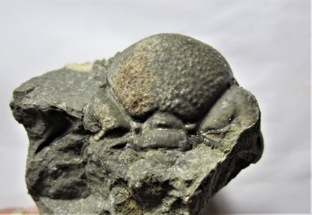 Trilobit Pedinopariops (Phacops) degener