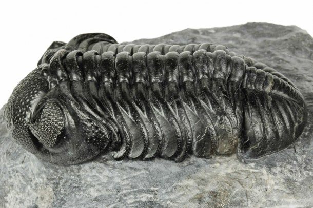 Trilobit Pedinopariops (Phacops) degener