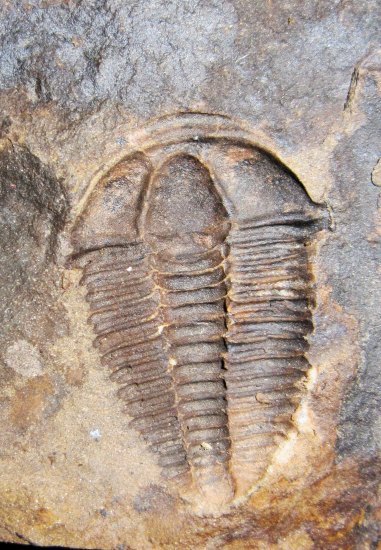 Trilobiti rodu Conocoryphe