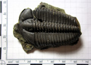 Trilobiti rodu Conocoryphe