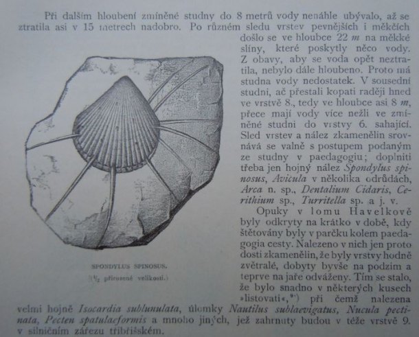 Pazourkový úštěp s fosilií II.