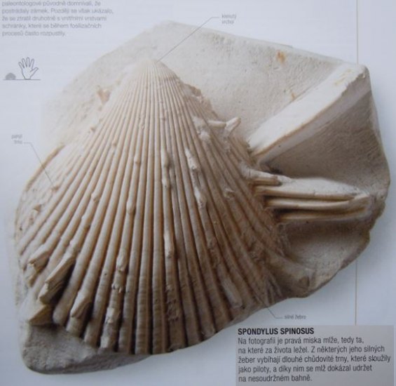 Pazourkový úštěp s fosilií II.