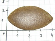 Falera tvaru olivky