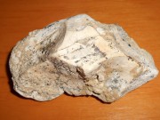 Povrchový sběr-zkameněliny kostí