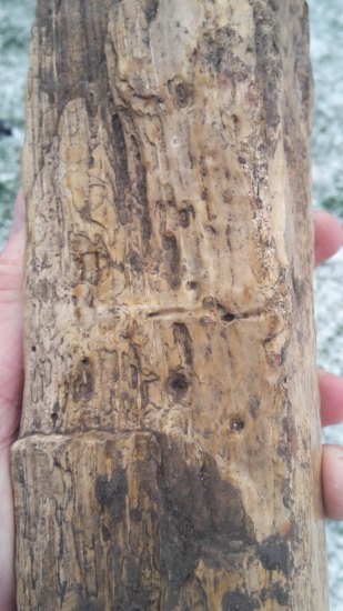 Zkamenělé dřevo co mě hezky zmátlo