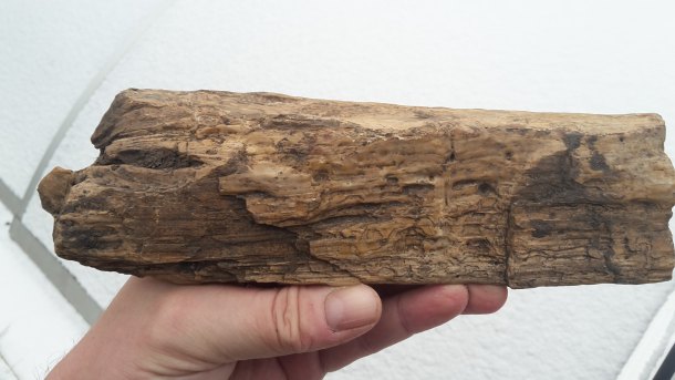 Zkamenělé dřevo co mě hezky zmátlo