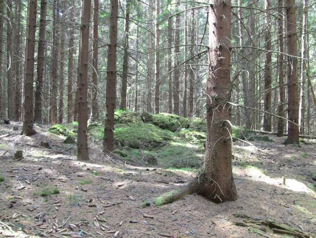 otočný bod v lese
