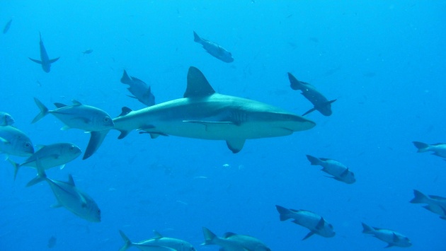 žraloci v moři u Peleliu