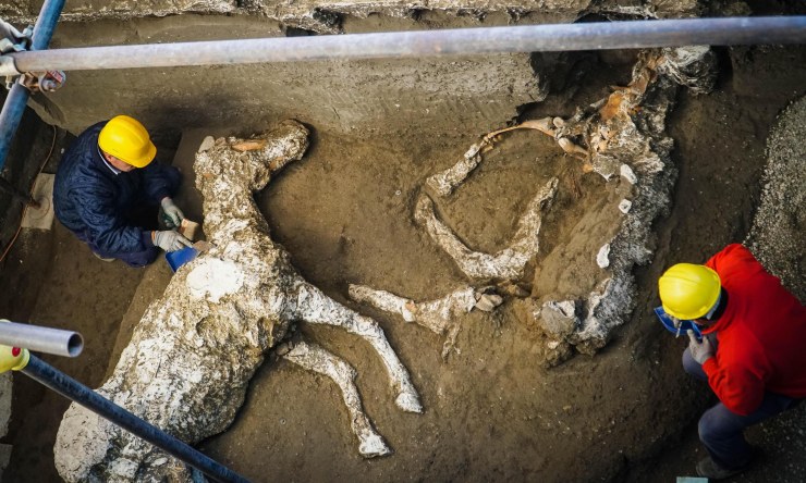 V Pompejích byl objeven skelet koně včetně postroje