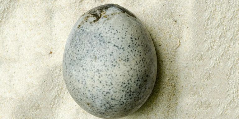 1700 let stará vejce
