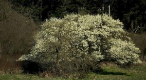5.1.2011 Die ältesten Obstbäume auf Iberia