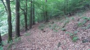 Stará lesní cesta
