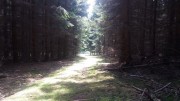 Stará lesní cesta
